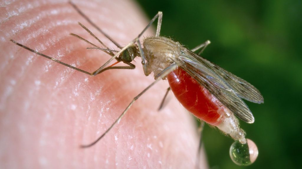 GM fungus rapidly kills 99% of malaria mosquitoes, study suggests ...
