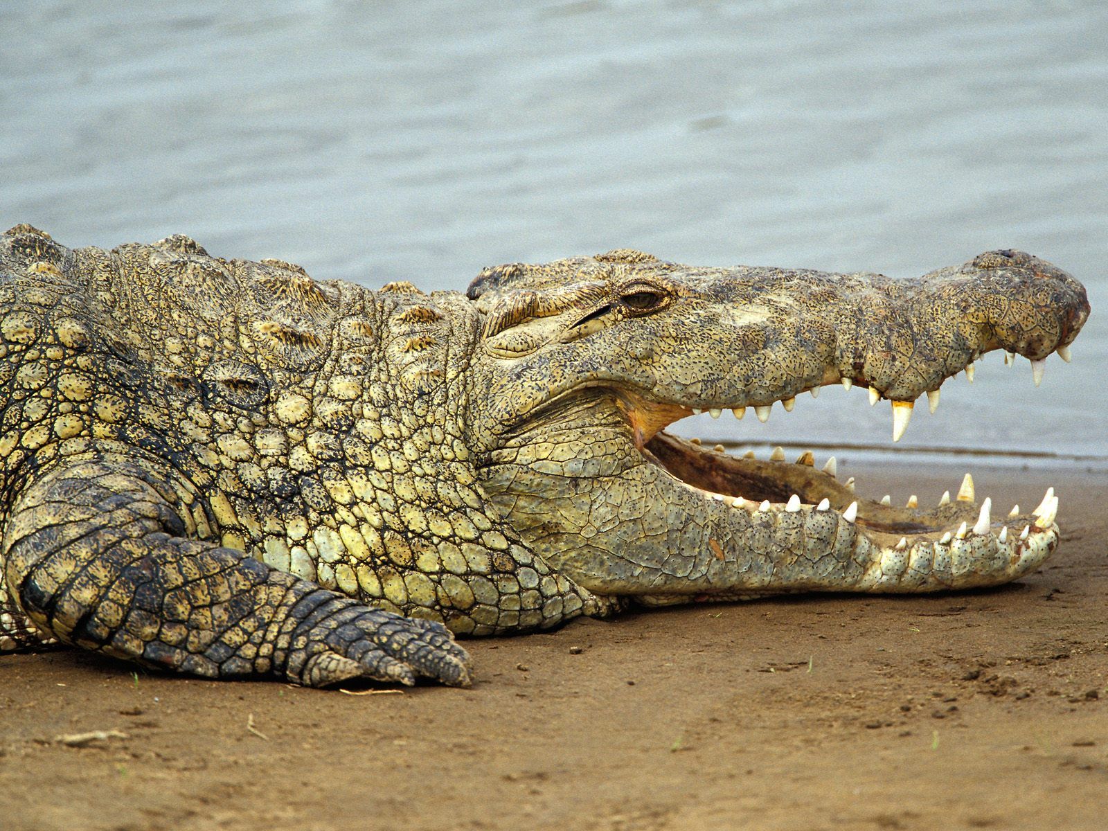 Fantastica Animal: Nile Crocodile | Nile crocodile, Crocodile ...