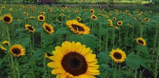 3 men picked up sunflowers for girlfriends arrested