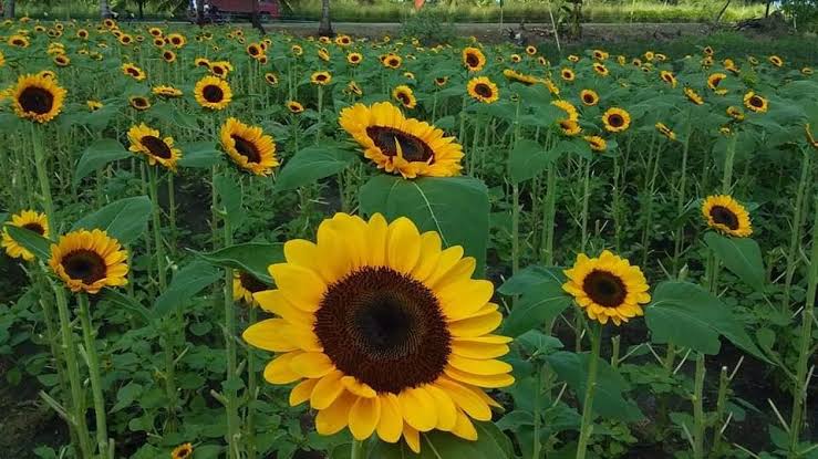 3 men picked up sunflowers for girlfriends arrested
