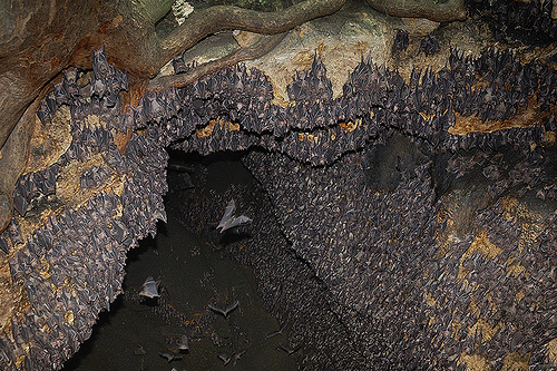 monfort bat cave