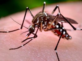 40 hit by chikungunya in Pola, Oriental Mindoro