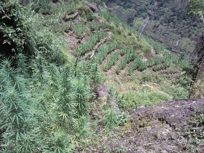 5 marijuana plantations found in Kalinga