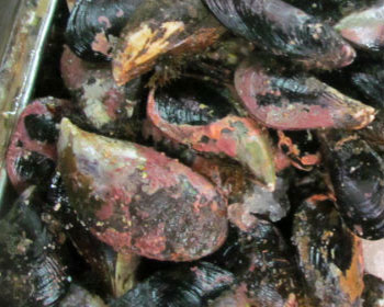 Mussel shells with red tide toxin