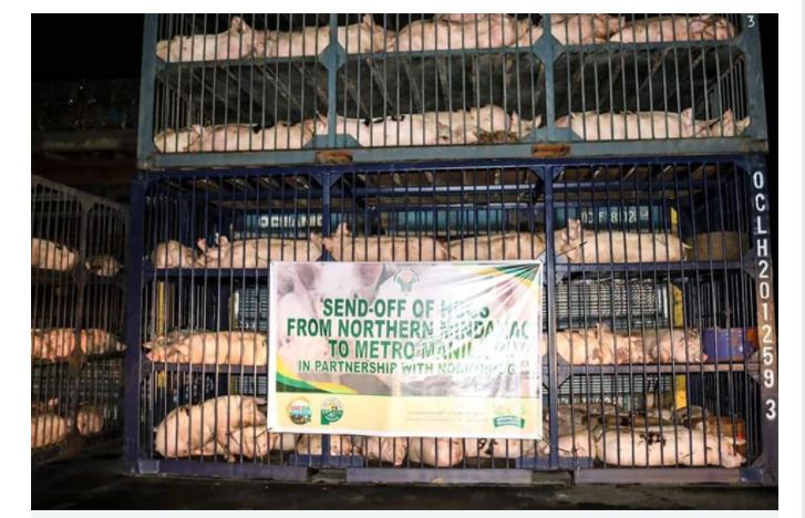 508 pigs from Northern Mindanao sent to Metro Manila