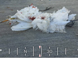 6 arrested for shooting migratory birds in Pampanga