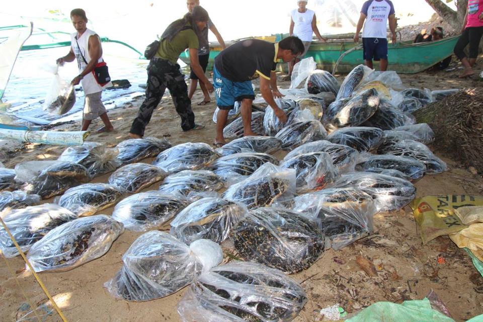 70 dead marine turtles seized in Palawan town July 7 2017 1