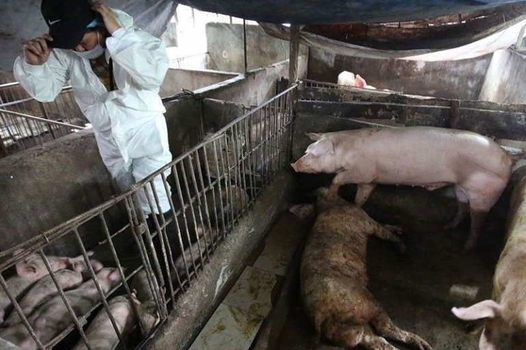900 ASF infected pigs culled in Bulacan