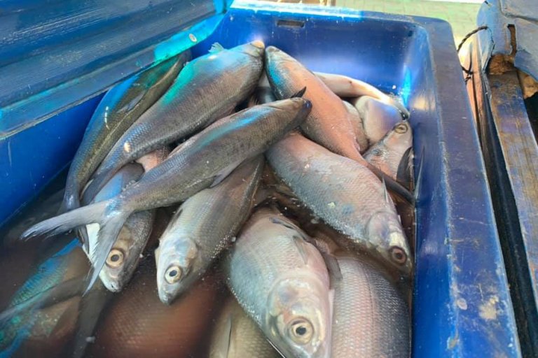 900 kilos of milkfish from fish kill seized in Dagupan
