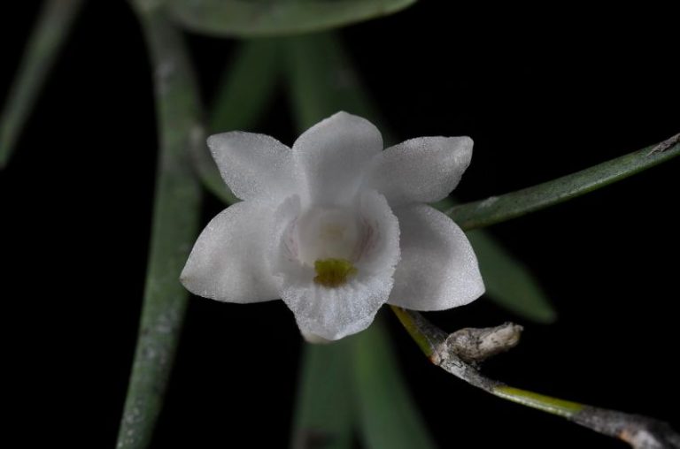 AFP photo of Philippines Orchid Specie