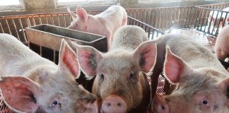 ASF in Mindanao may affect NCR pork supply