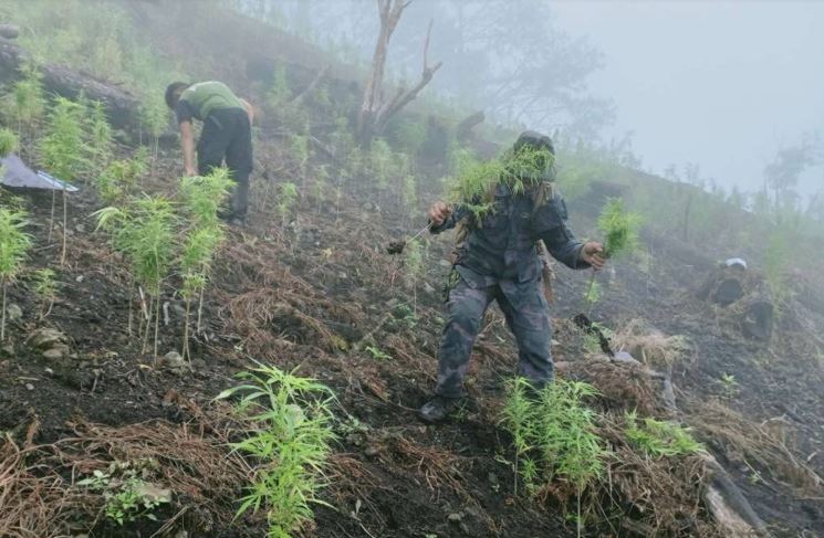 About P11 million worth of marijuana crops destroyed in Kalinga