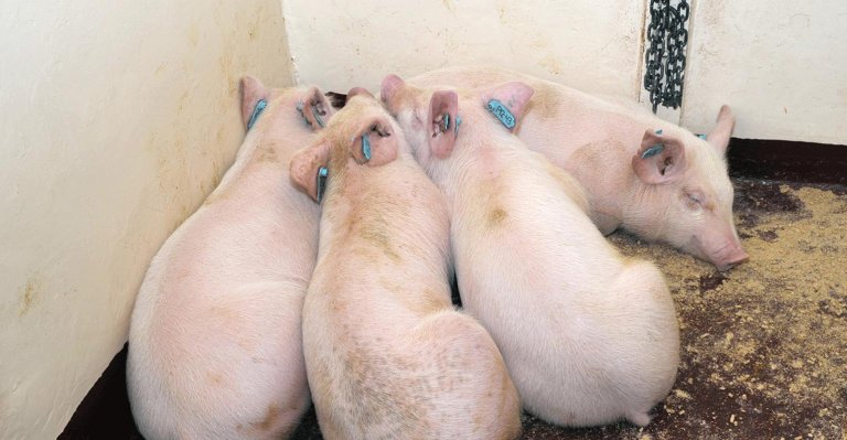 African Swine Fever detected in Kidapawan City village