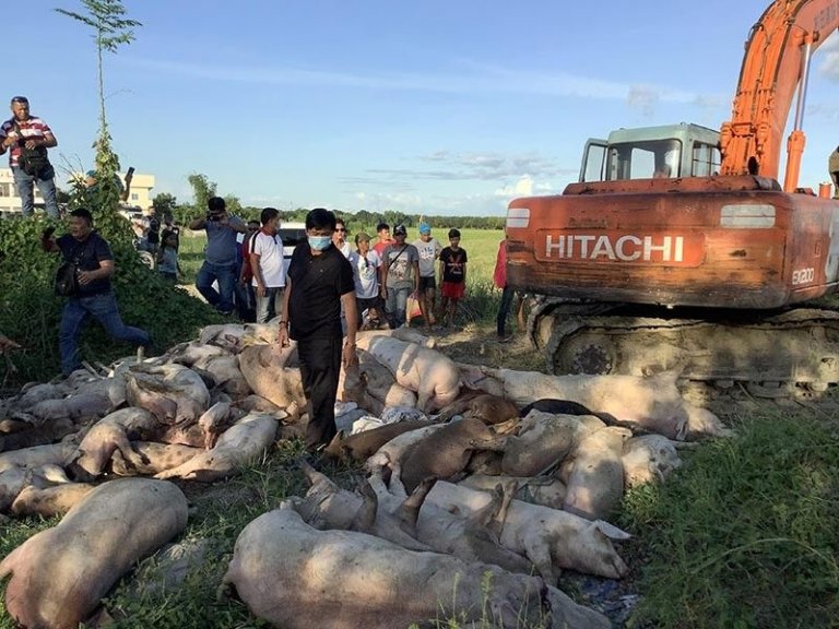 African Swine Fever now in San Simon Pampanga