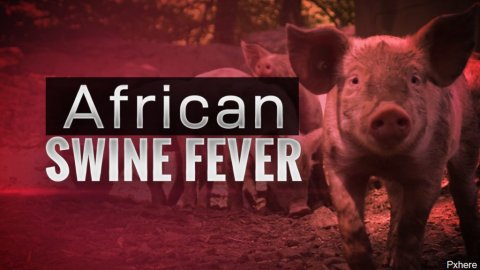 African Swine Fever outbreak confirmed in 7 areas