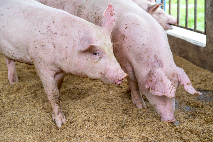 African Swine Fever vaccine trial philippines