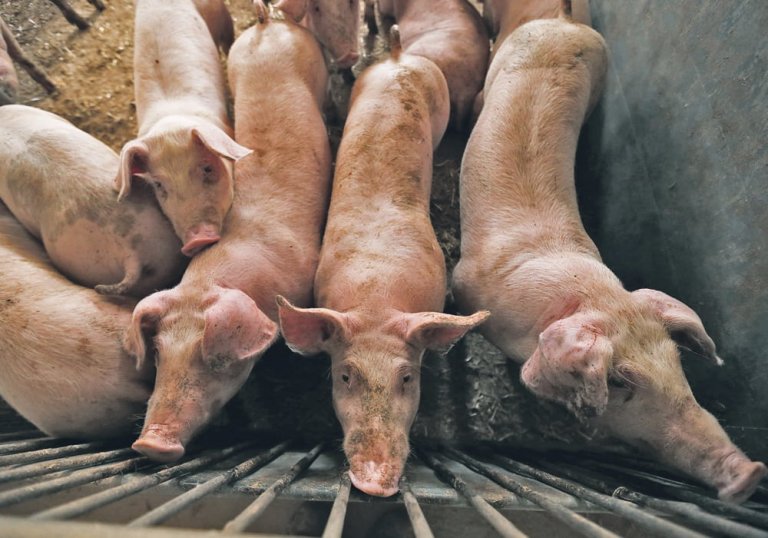 African swine fever killed pigs in Rizal and Bulacan
