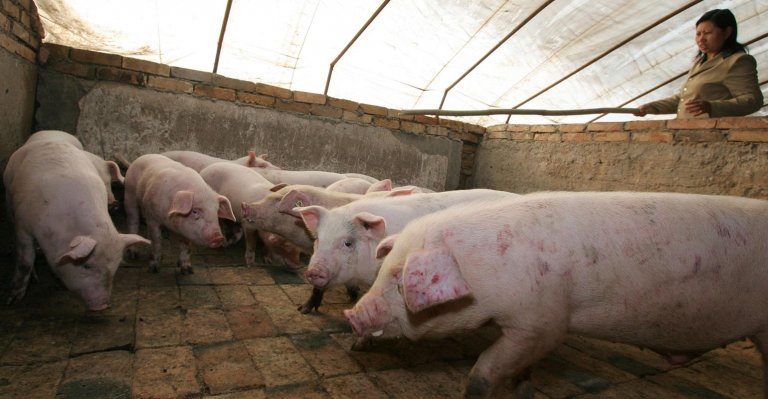 African swine fever worse than COVID-19 - group