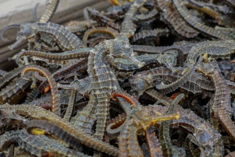 BFAR burns P1.7M worth of confiscated dried seahorses in Cebu