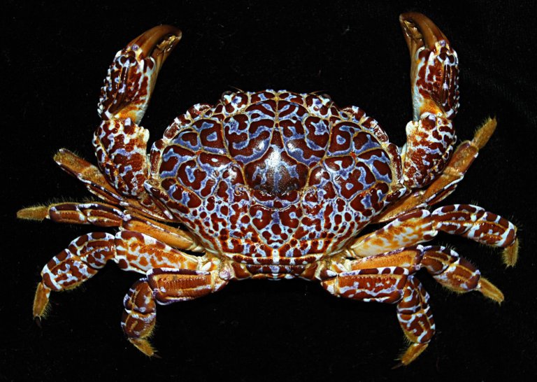 BFAR warns against eating poisonous Devil Crab