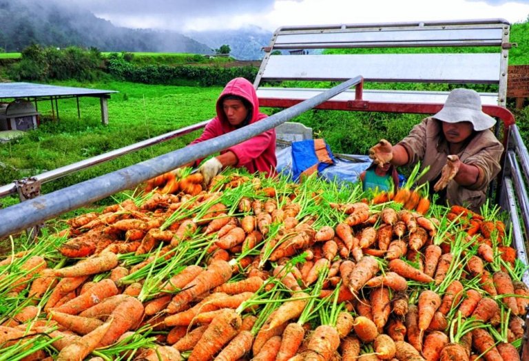 Benguet farmers losing P2.5M daily due to smuggled carrots