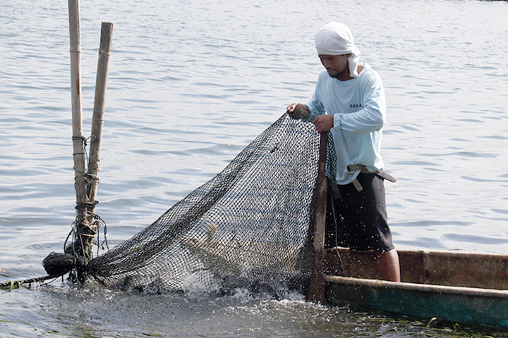 Cage operators in Taal Lake advised harvesting their fishes