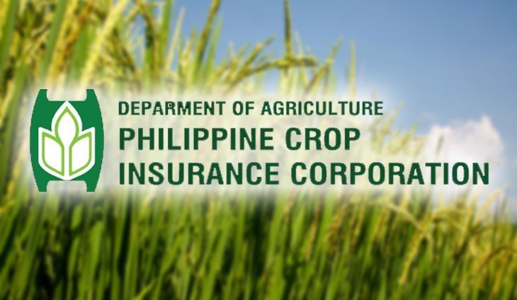Calamity-hit farmers receive P347M in indemnity from PCIC - DA