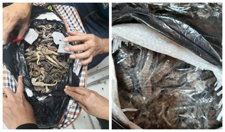 Chinese attempt to smuggle dried sea horses Cebu