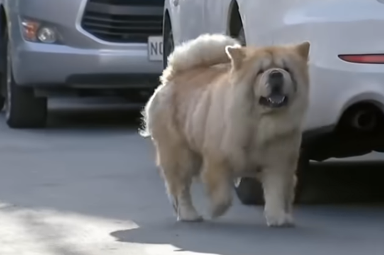 Chow Chow seen wandering around EDSA returned to owner