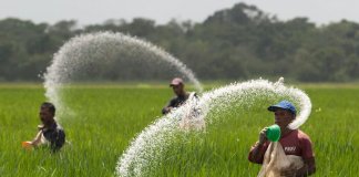 Congress to probe P1.8 billion fertilizer scam