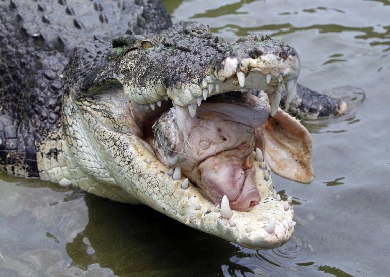 Crocodile attacks in Palawan, teen missing