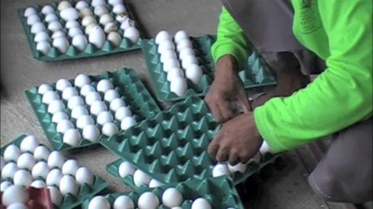DA-BAI detects bird flu in Pampanga egg farm