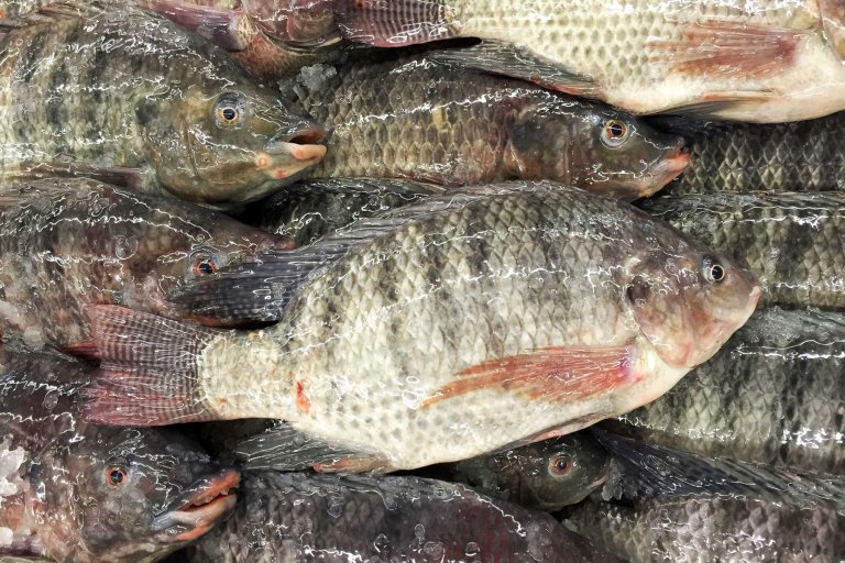 DA clarifies tilapia, shrimps safe to eat