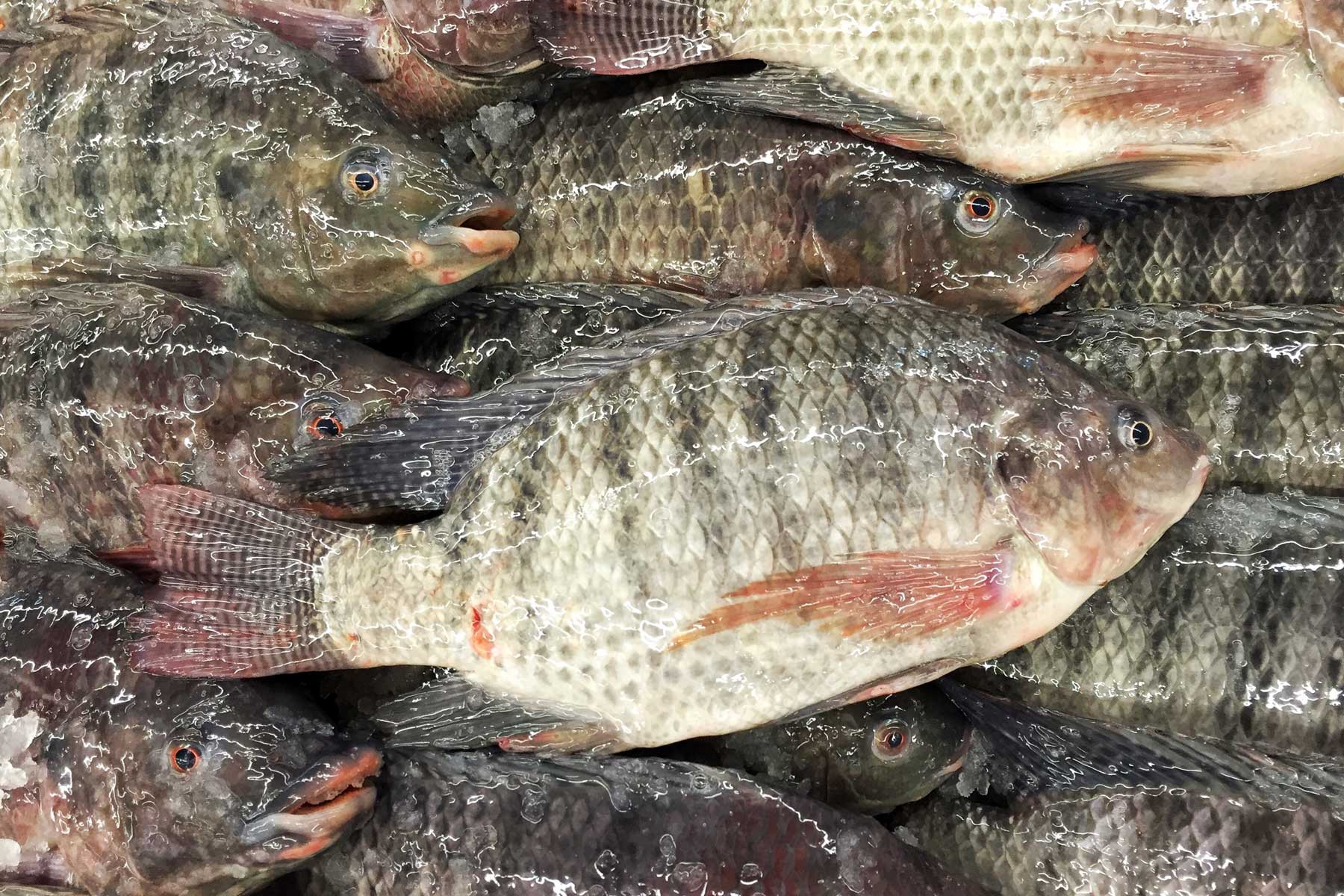 DA clarifies tilapia, shrimps safe to eat PLN Media