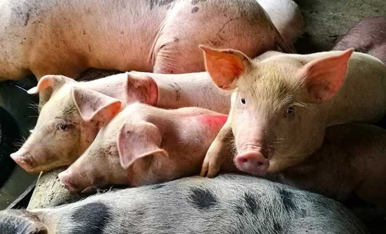 DA studies using ivermectin as pigs' protection vs ASF