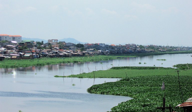 Dead fishes float near Manggahan Floodway