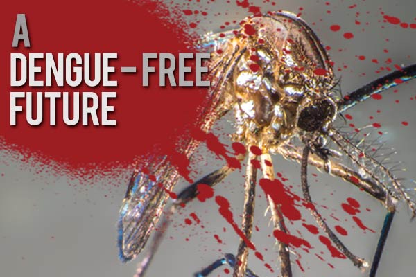 Dengue Free