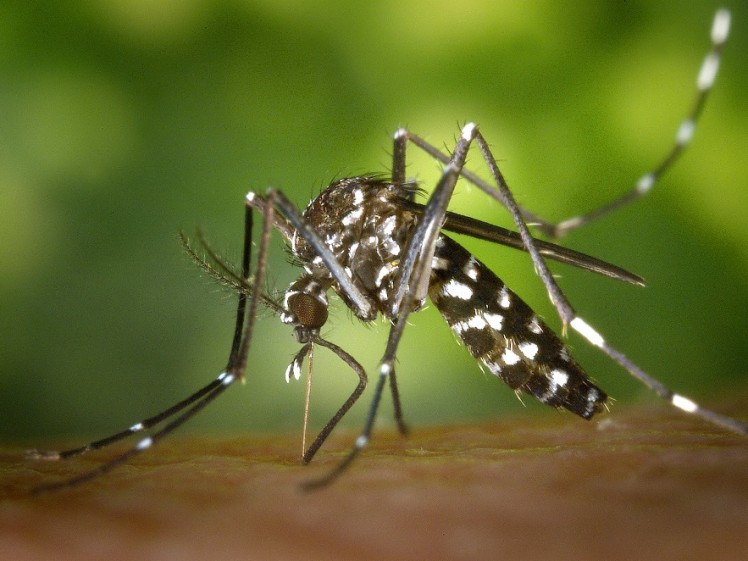 Dengue Warning in Selangor11 748x561 1