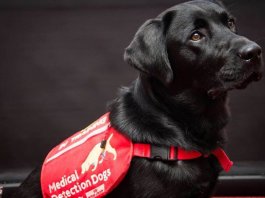 Dogs being trained in London to detect COVID-19
