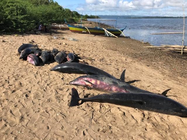 Dynamite blasts kill dolphins in Camarines Sur