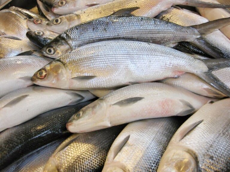 Expect smaller, pricier bangus and other fishes due to cold weather