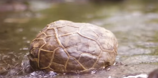 Farmer allegedly found dinosaur egg in Quezon