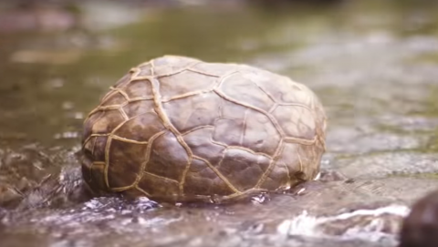 Farmer allegedly found dinosaur egg in Quezon