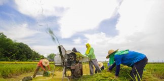 Bantay Bigas group seeks P15K aid for farmers