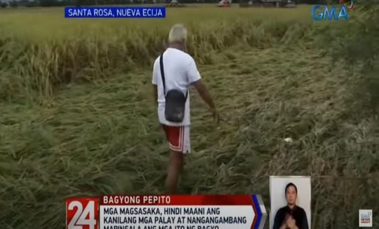 Farmers fear destruction of palay due to Pepito