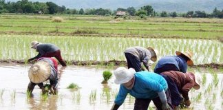 Local farm industry to lose P88 billion due to rice import tariff cut