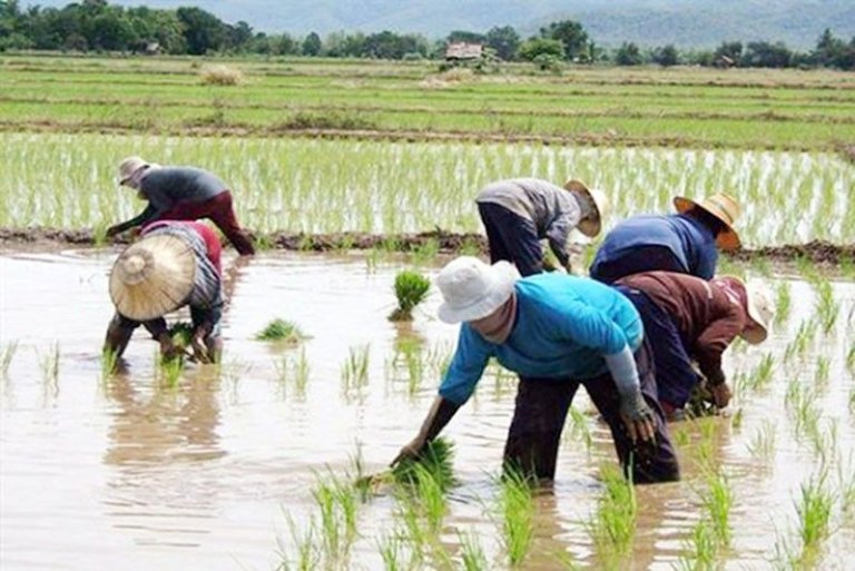 Local farm industry to lose P88 billion due to rice import tariff cut