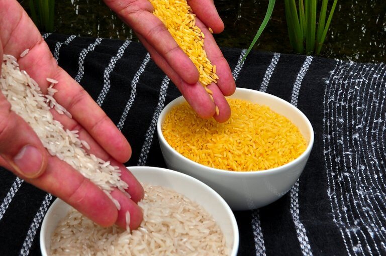 Farmers oppose 'Golden Rice' in PH