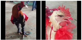 Festival in Iloilo holds beauty pageant for chickens