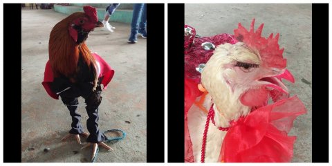 Festival in Iloilo holds beauty pageant for chickens